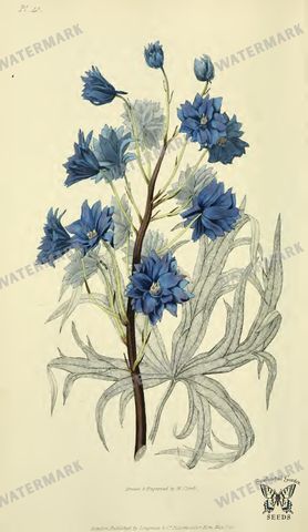 Botanical Vintage Prints
