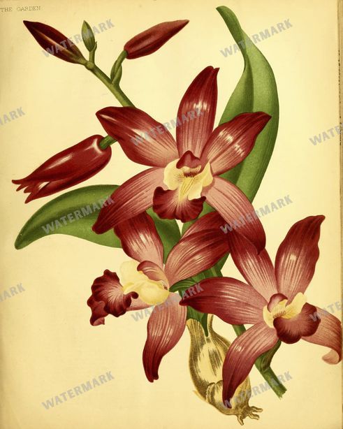 Botanical Vintage Prints
