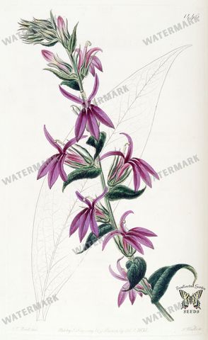 Botanical Vintage Prints