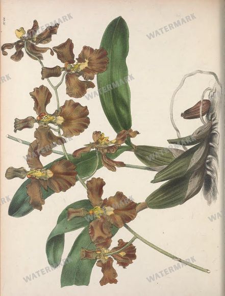 Botanical Vintage Prints