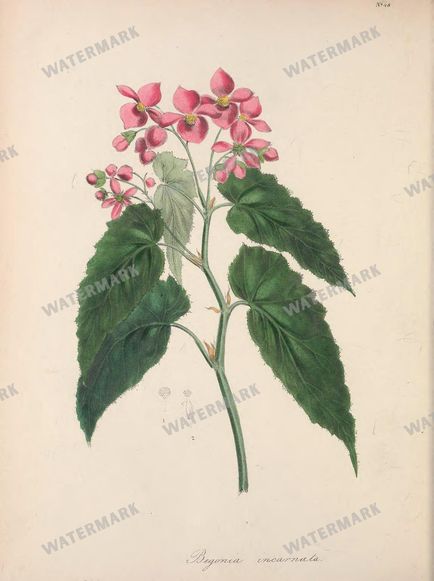 Botanical Vintage Prints