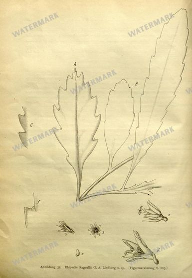 Botanical Vintage Prints