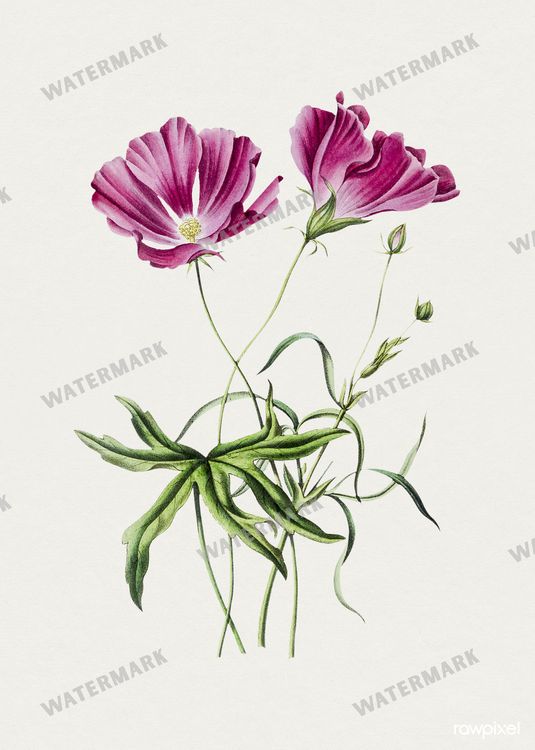 Botanical Vintage Prints