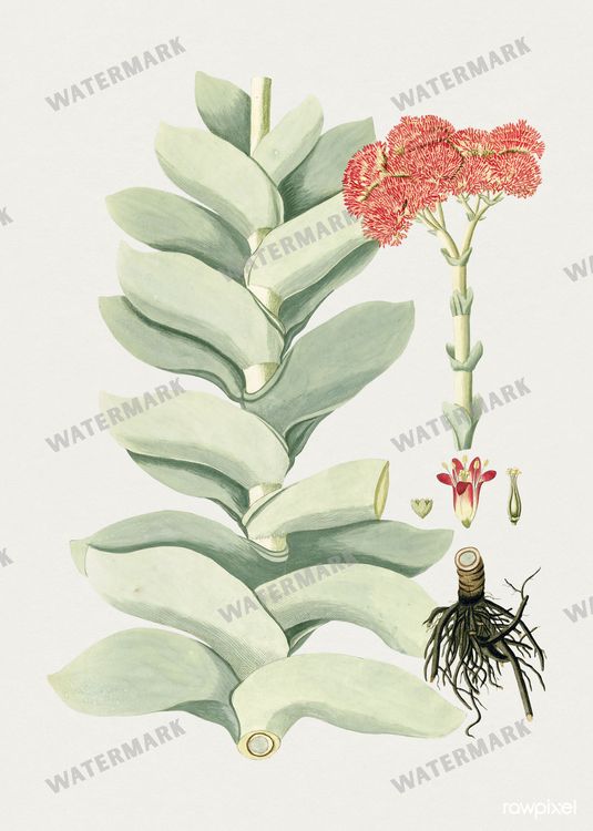 Botanical Vintage Prints