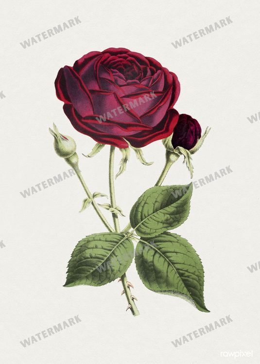 Botanical Vintage Prints