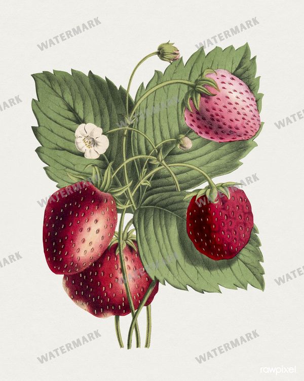 Botanical Vintage Prints