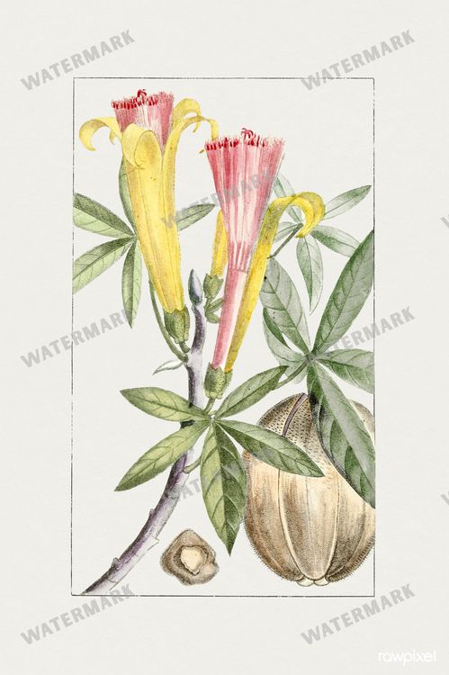 Botanical Vintage Prints