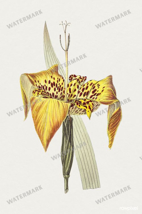 Botanical Vintage Prints