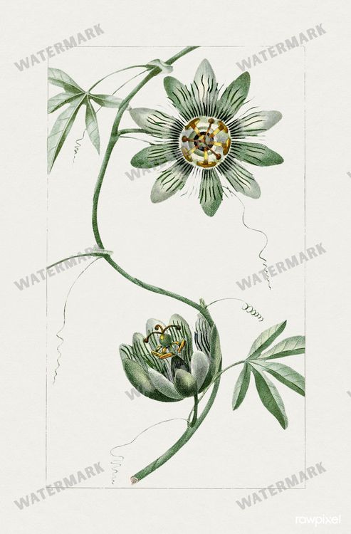 Botanical Vintage Prints