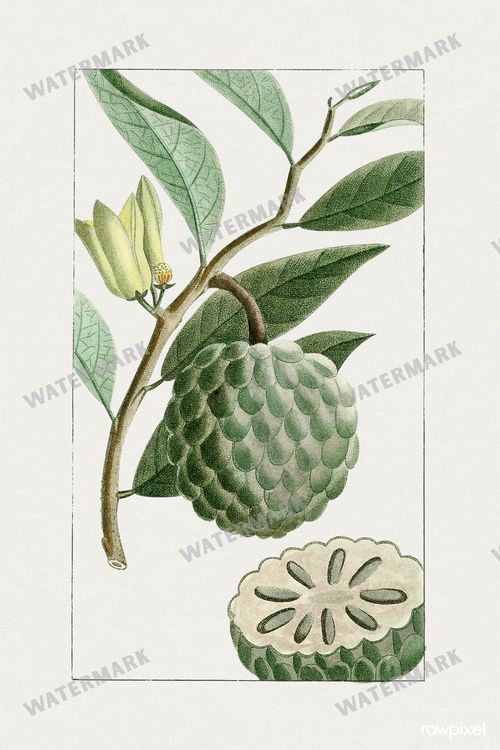 Botanical Vintage Prints