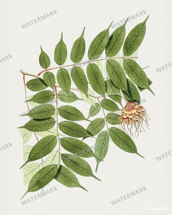 Botanical Vintage Prints