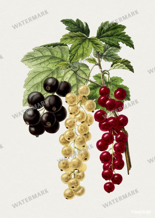 Botanical Vintage Prints