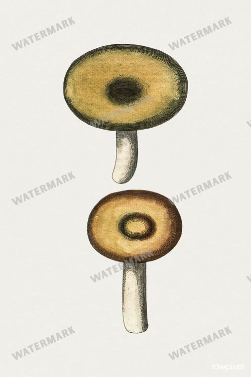 Botanical Vintage Prints