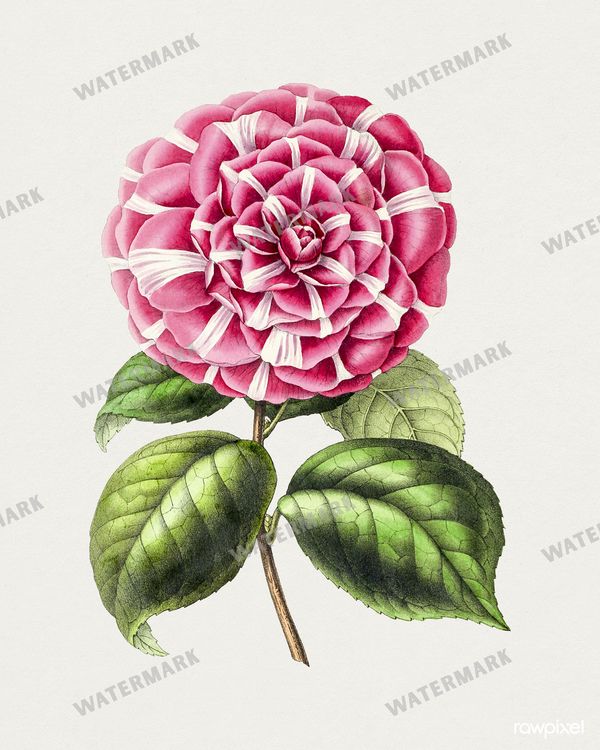 Botanical Vintage Prints