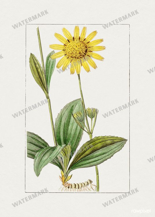 Botanical Vintage Prints