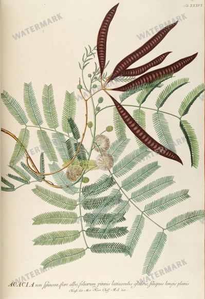 Botanical Vintage Prints