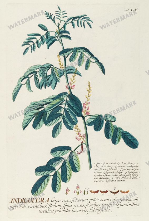 Botanical Vintage Prints