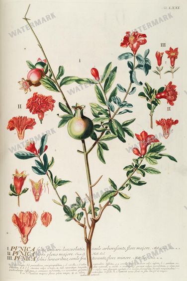 Botanical Vintage Prints