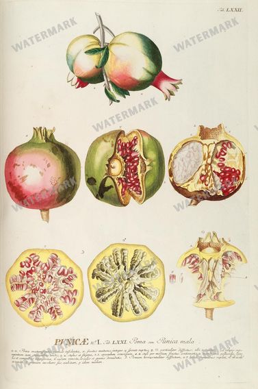Botanical Vintage Prints