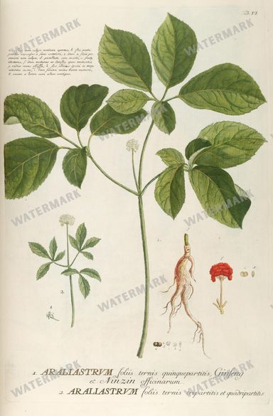 Botanical Vintage Prints