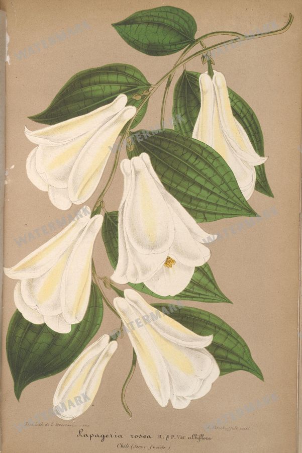 Botanical Vintage Prints