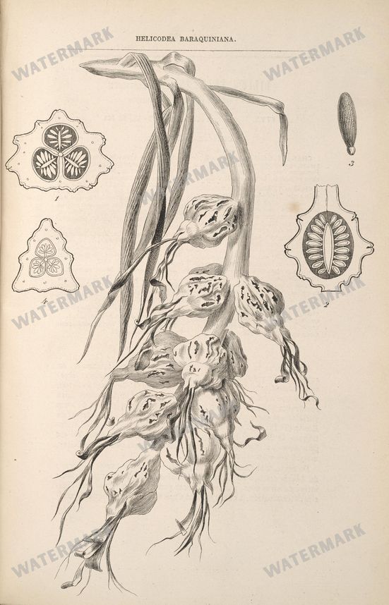 Botanical Vintage Prints