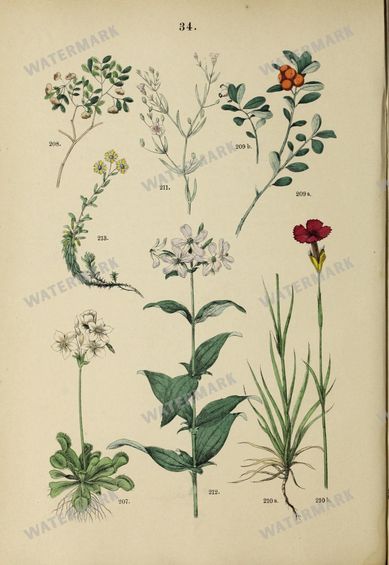 Botanical Vintage Prints