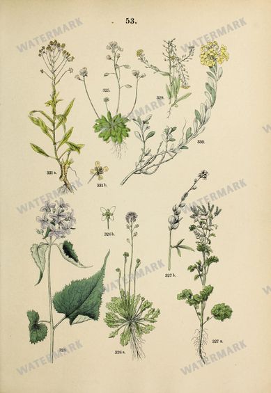 Botanical Vintage Prints