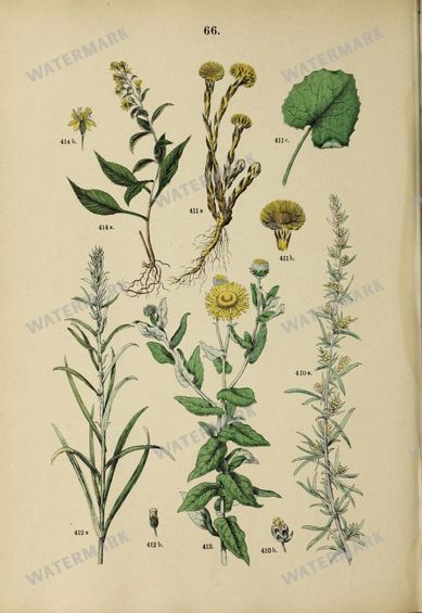 Botanical Vintage Prints