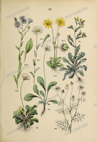 Botanical Vintage Prints