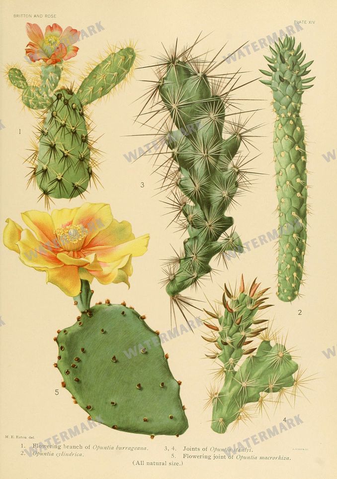 Cactus Vintage Prints