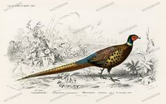 Dictionnaire Universel Dhistoire Naturelle Vintage Prints
