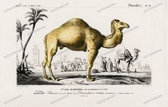 Dictionnaire Universel Dhistoire Naturelle Vintage Prints