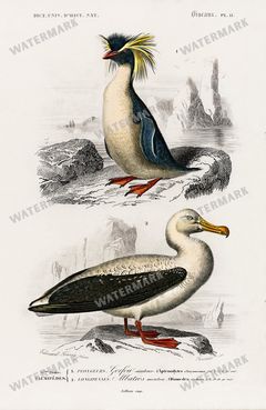 Dictionnaire Universel Dhistoire Naturelle Vintage Prints