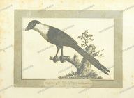 Fauna Vintage Prints