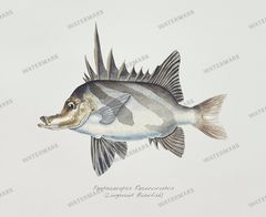 Fish Vintage Prints