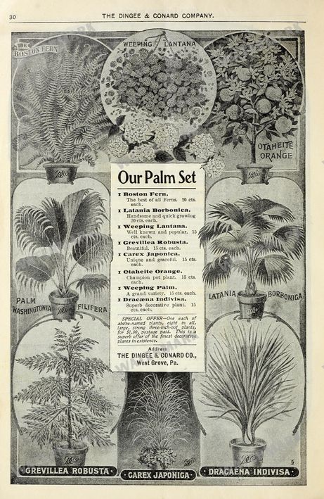 Floral Vintage Prints