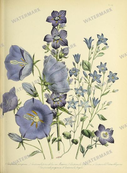 Floral Vintage Prints