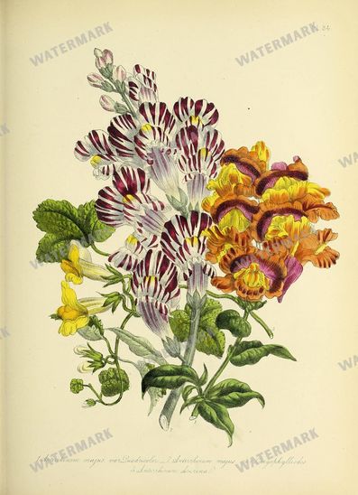 Floral Vintage Prints
