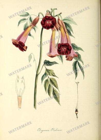 Floral vintage illustration, printable digital download, image 15