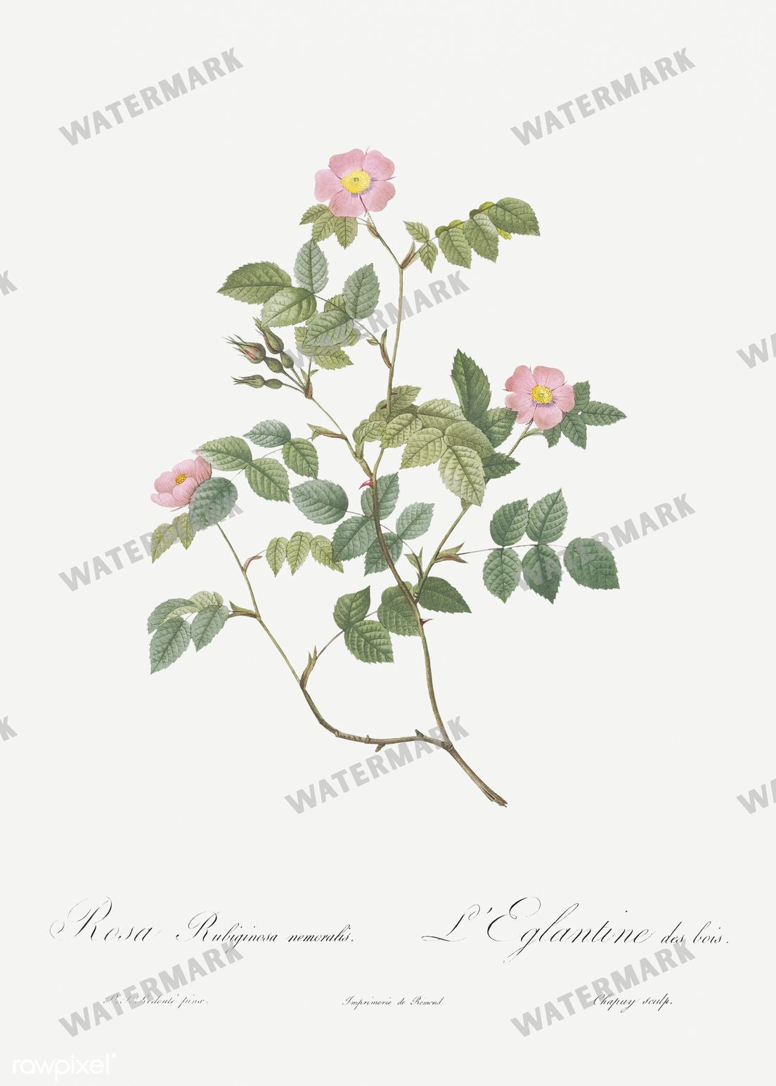 Floral Vintage Prints