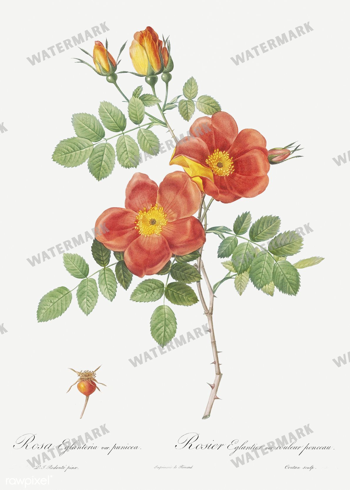 Floral vintage illustration, printable digital download, image 15