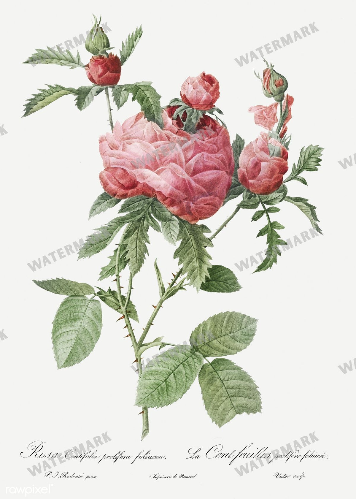 Floral vintage illustration, printable digital download, image 15