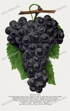 Folio Of Botanical Specimen Vintage Prints