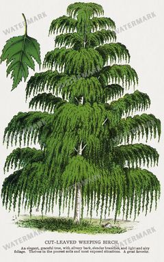 Folio Of Botanical Specimen Vintage Prints