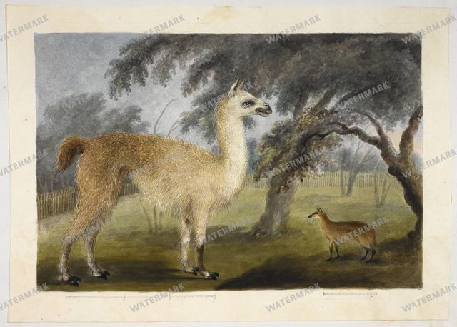 Mixed Ephemera Vintage Prints