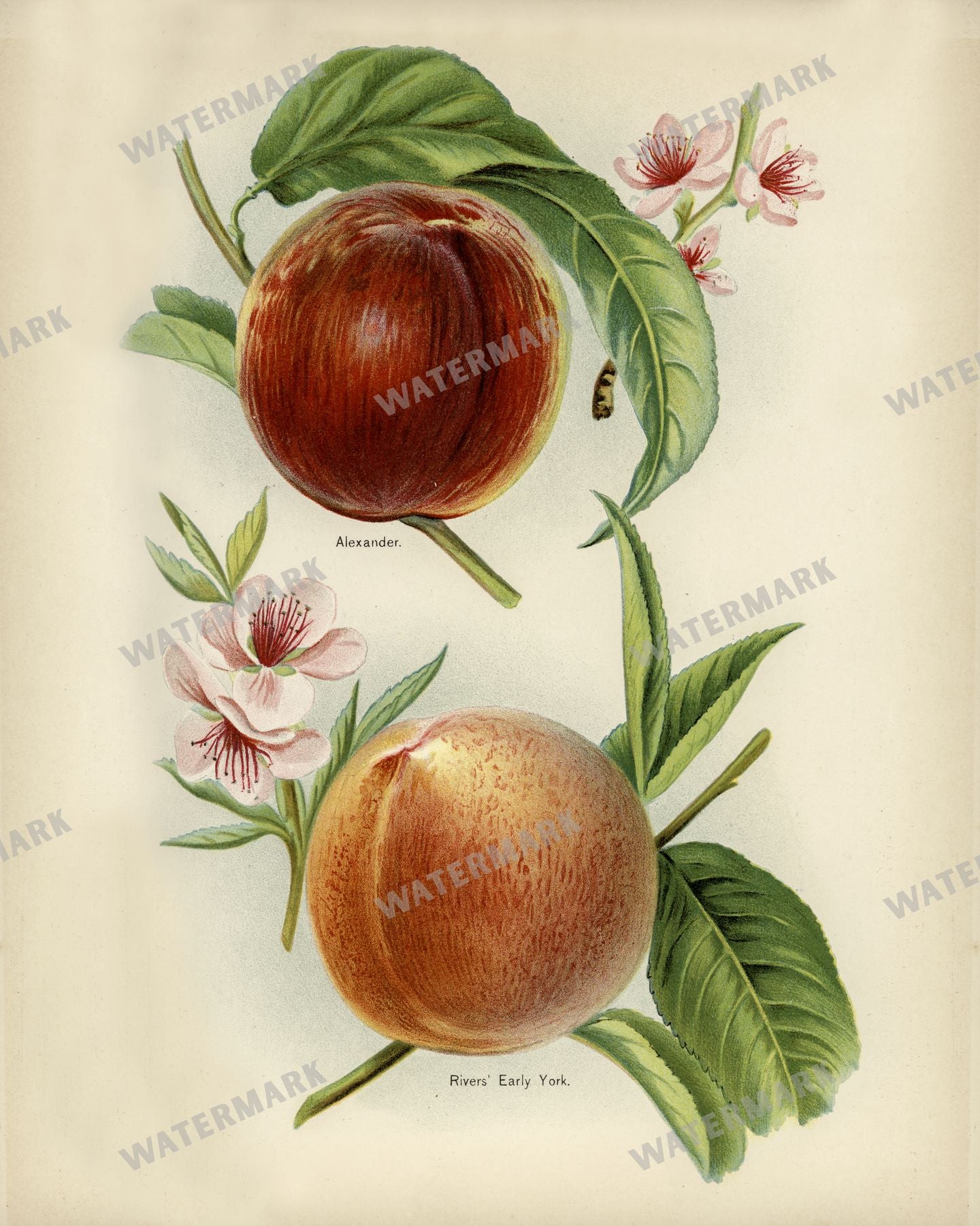 The Fruit Grower'S Guide Vintage Paintings