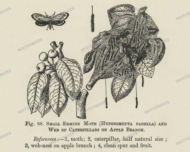 The Fruit Grower'S Guide Vintage Paintings