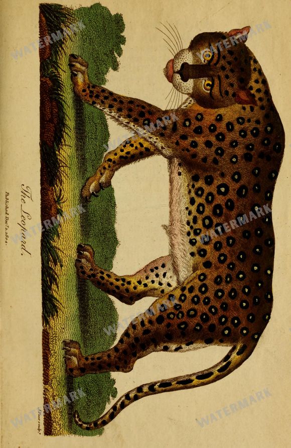 Wildlife Vintage Prints