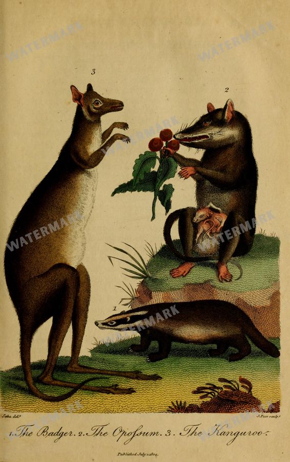 Wildlife Vintage Prints
